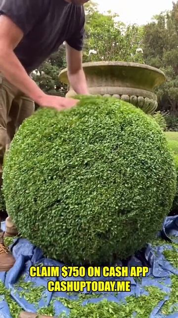Clipping Buxus… #topiary #oddlysatisfying #handclipped #boxwood #shorts
