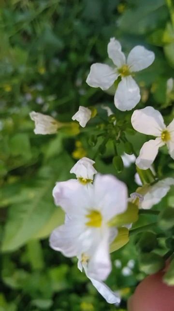 White flower mustard plant , Sinapis alba .