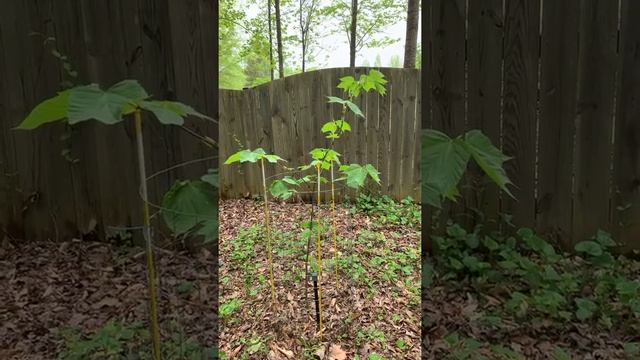 Acer pensylvanicum