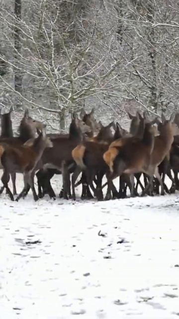 Deer #shorts