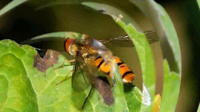 Hoverfly -  Images