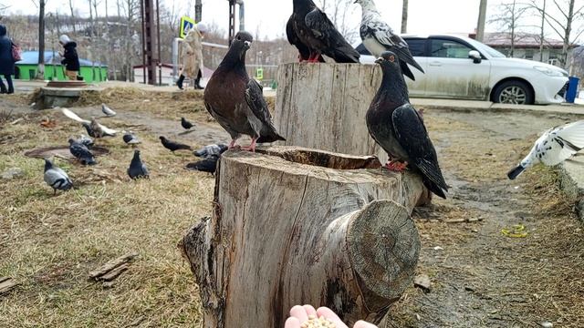 птиц кормлю