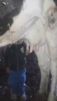 Сосёт сисю коровы!!