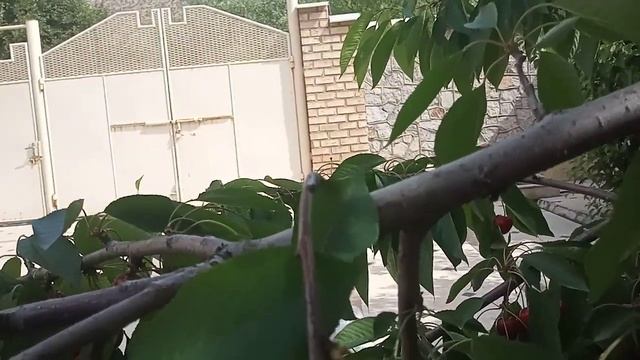 Валовая үчүнчү гилас.