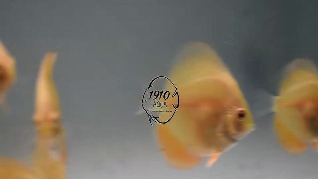 Albino Red Cover Babies (1 - 1.5 Inch) | Quality Discus | 2 Inch above we can ship overseas |
