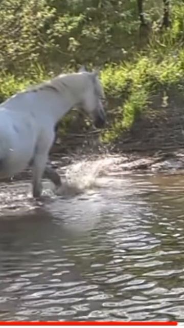 #shorts #wild #horse #animals #big #viral #subscribe #beautiful #horse lover #wild horse life
