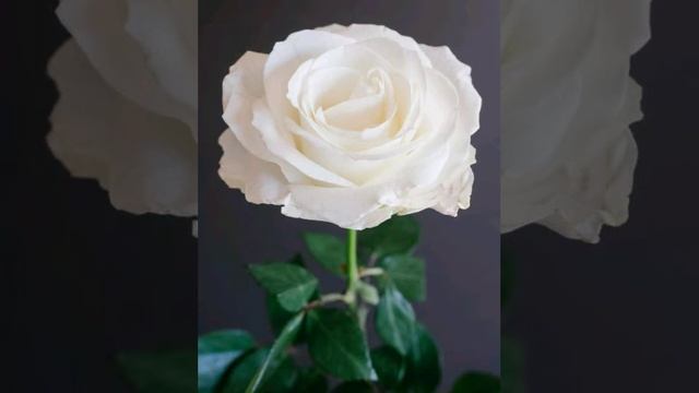 Макка межиева хьо мичахь лела теша