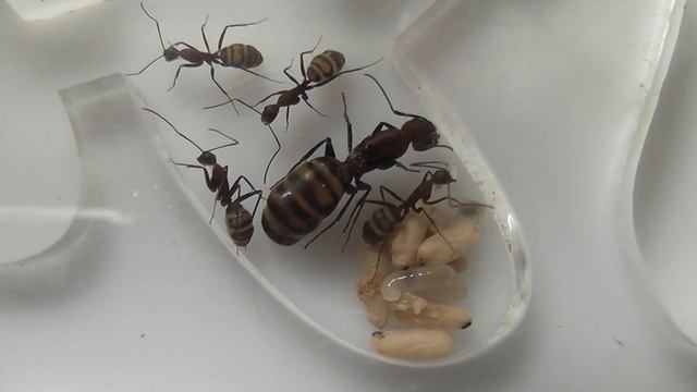 Camponotus habereri brood