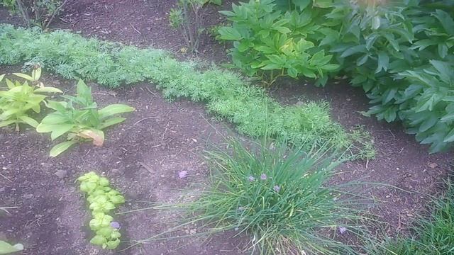 Goodly GardensPart1