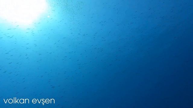 Kemer Üç Adalar Tüplü Dalış | Kaplumbağa Reef Dalış Bölgesi | Scuba Diving