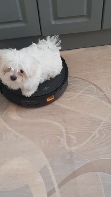 Чичи и Жорик.