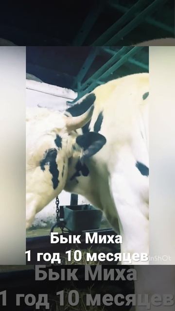 Бык Миха