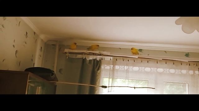 какарики. кормит самку
