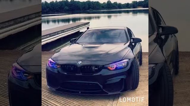 L'one тигр