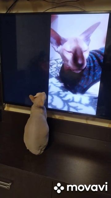 КОТ ВИТАС ПОЕТ