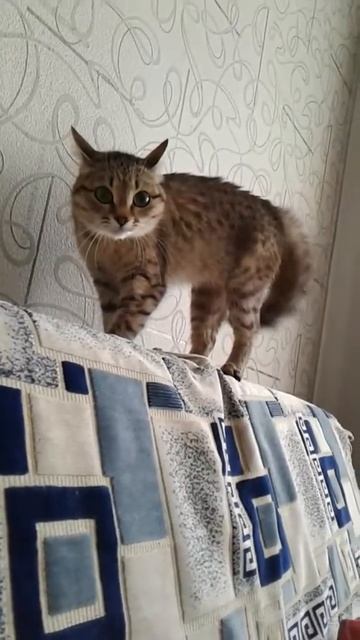 Бешеная кошка Тася