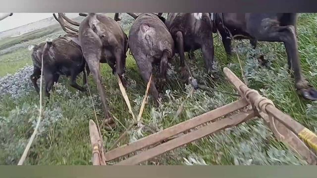 ЕЗДА НА ОЛЕНЯХ 🦌🦌🦌🦌🦌