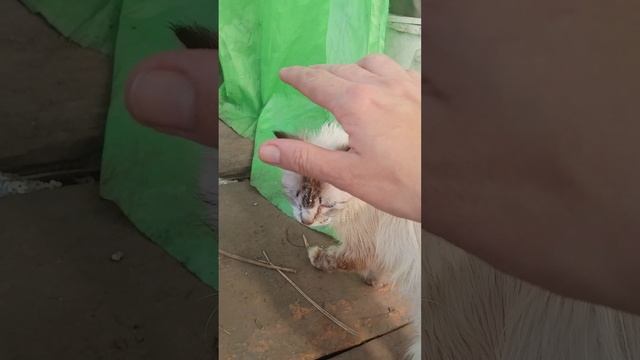 Гуляют 22-04-2025