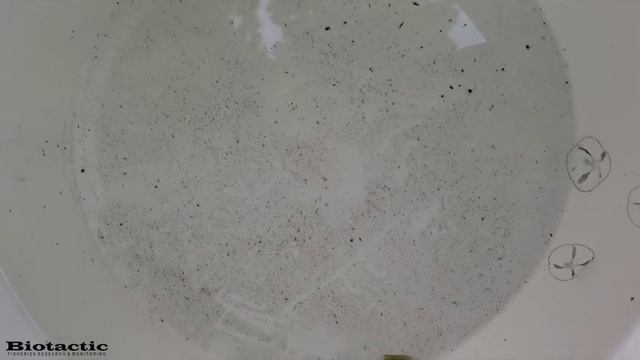 Freshwater jellyfish in Ontario?!
