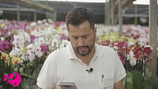 Pode plantar orquídea na terra?