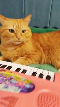 кот играет на пианино
