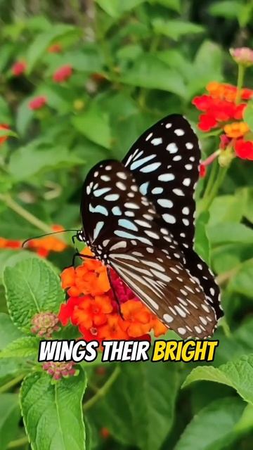 Interesting Butterfly Fact | Wings #butterfly #insect #butterflies #butterflyphotography #shorts