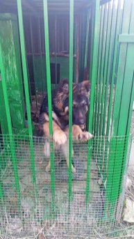 Немецкая овчарка в вольере.