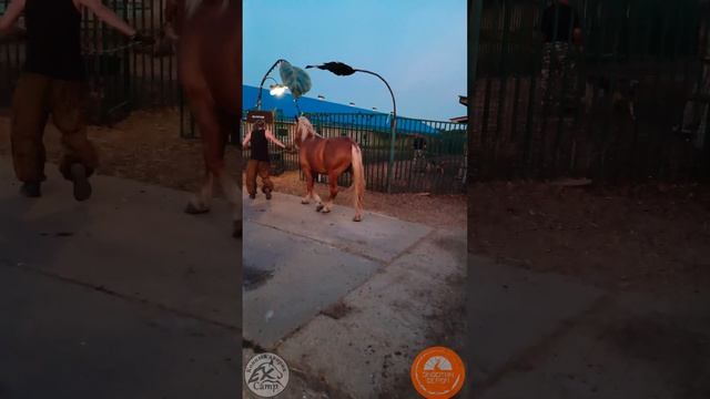 Тибетский як Аппа приехал на Экзотик ферму!