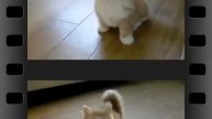 Забавный Ловкий Котик