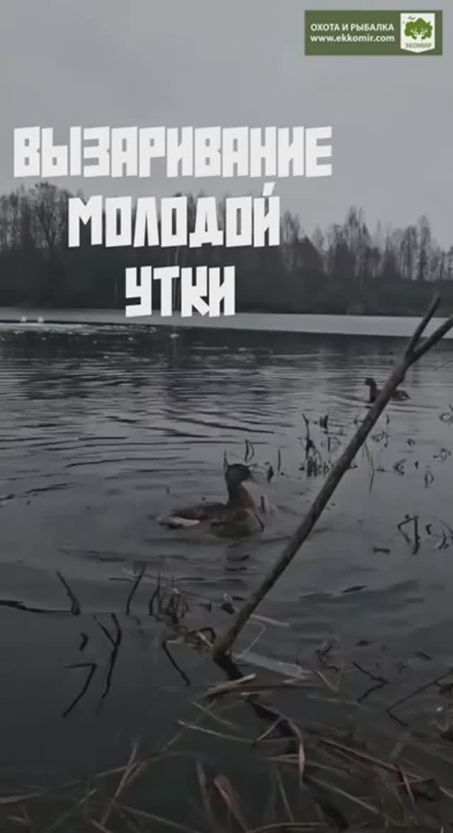 Вызаривание молодой утки