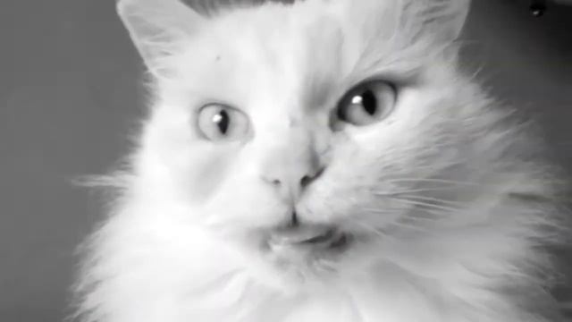 "Who let the tongue out?" Cat