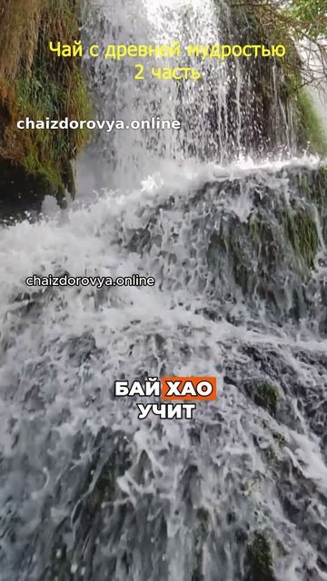 Чай с древней мудростью часть 2 Гу Шу Бай Хао