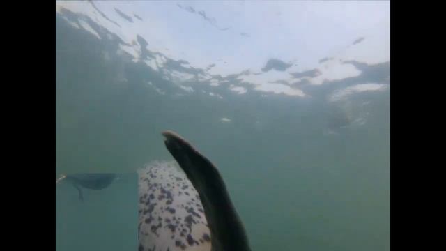 Seals in the port of Severo-Kurilsk