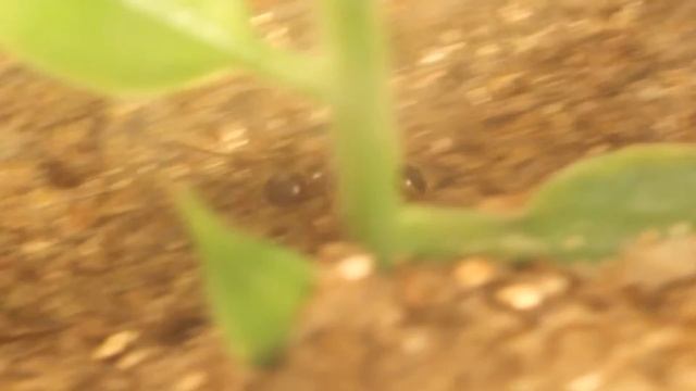 Ant Larvae Feeding (Aphaenogaster sp.)