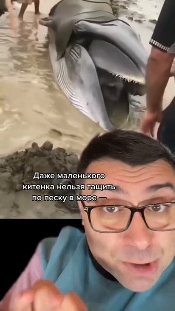 Кит на берегу!☹️