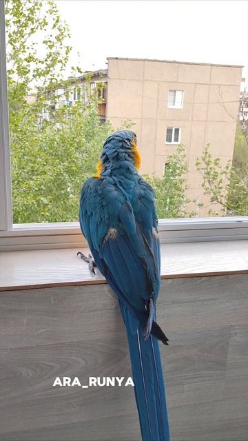 Нюхает дождик. Попугай ара Руня