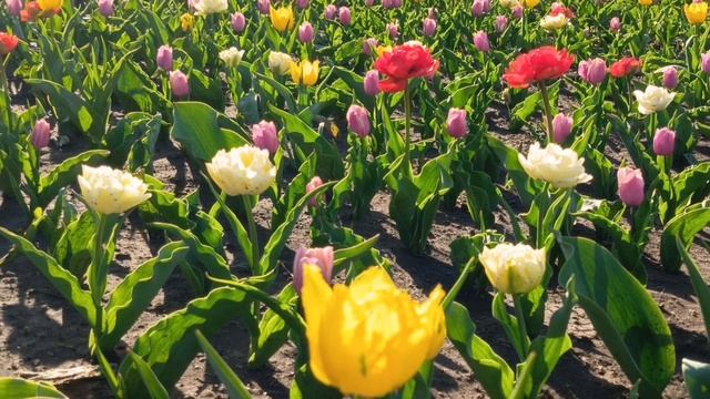 Тюльпаны в Кисловодске🌷Для весеннего настроения!