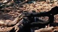 very funny sanke cobra cobra vs animal