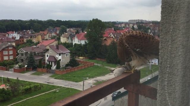 Завтрак воробьем