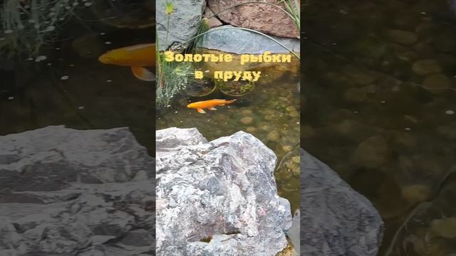 Золотые рыбки в пруду весной.