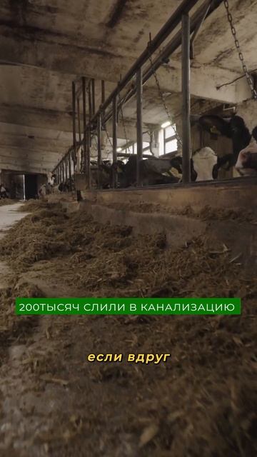Ферма УНИЧТОЖИЛА целую ПАРТИЮ МОЛОКА из-за антибиотиков! Каков убыток?