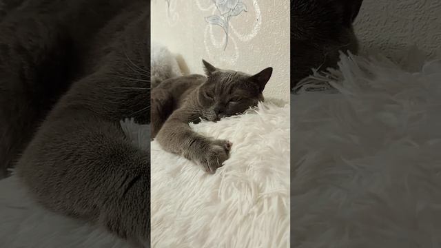 Доброй ночки❤️