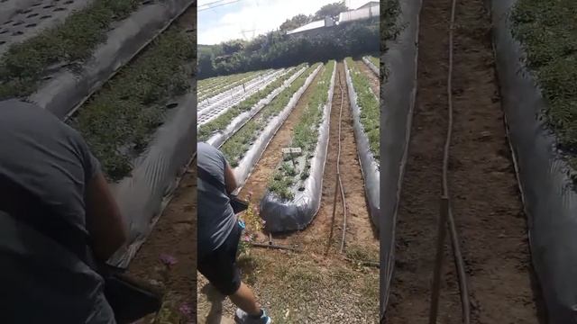 Visit @ Shape Up Coffee Stevia Farm in Bulacan