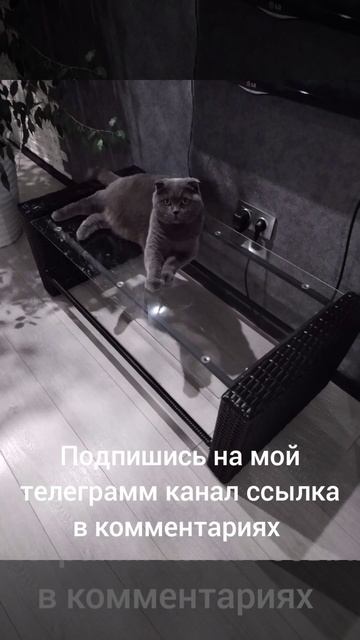 Спокойные фотографии кота Фила