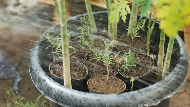 Cara Paling Mudah Menanam ROSEMARY dari Supermarket! Dijamin BERHASIL! #rosemary #petanimilenial