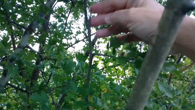 How to Identify the Mature English Hawthorn tree