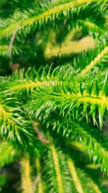 #shorts #huperziasquarrosa🌵🌳🌲 #lycopodiumclavatum🌱🌵☘️🍀🌱 #eusufaslife💚🌱 #viralvideo #naturelover🌲💚🌱🥳