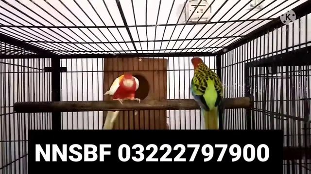 Rozella breeder for sale in complete details video NNS BIRD FARM