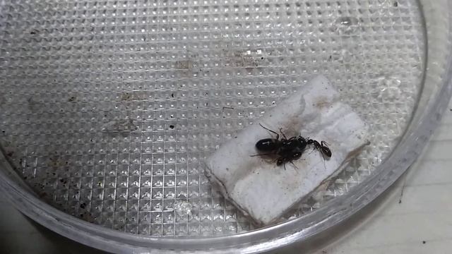 네눈개미 여왕과 워커
