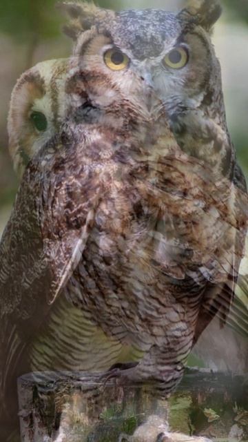 Burung Hantu Ternyata Punya Pendengaran Super